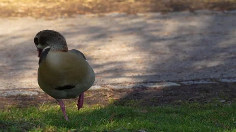 Close view of an Egyptian goose Stock-Footage 263842977