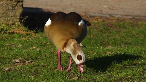 Close view of an Egyptian goose Stock Footage 263843027