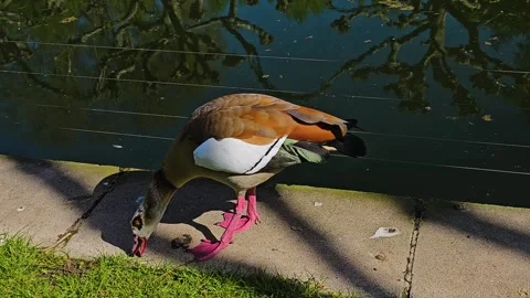 Close view of an Egyptian goose  Stock Footage 275507155