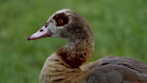 Close view of an Egyptian goose head Stock Footage 265802896