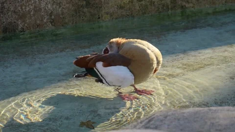 Close up view of Egyptian goose moving bathing Stock Footage 294929007