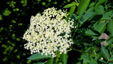 Close-up view of elderberry blossoms on an elderberry bush Stock Footage 130850043
