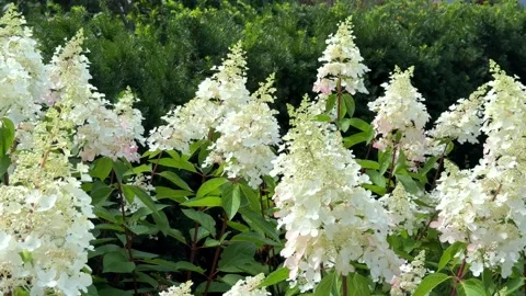 A close-up view of elegant white panicled hydrangea blossoms with cone-shaped fl Vídeos de archivo 345752588