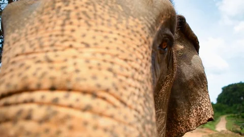 Close-up view of elephant in Bangkok Stock Footage 123227951