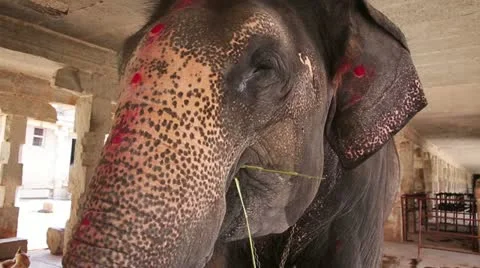 Close-up view of elephant chewing its meal Video stock 23333902
