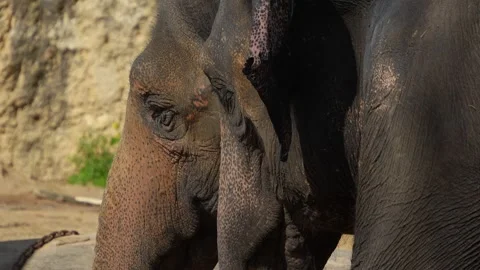 Close up view of an elephant Video stock 273637623
