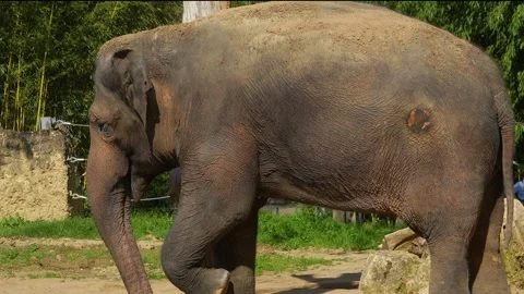 Close up view of an elephant Stock Footage 273637717