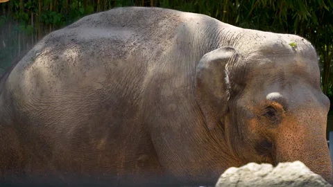 Close up view of an elephant  Stock Footage 278013696