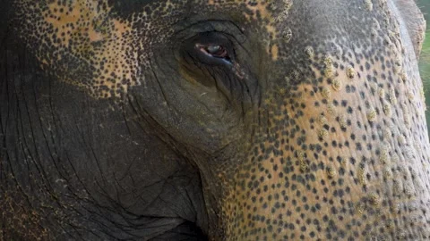 Close up view of an elephant  Stock Footage 278013768