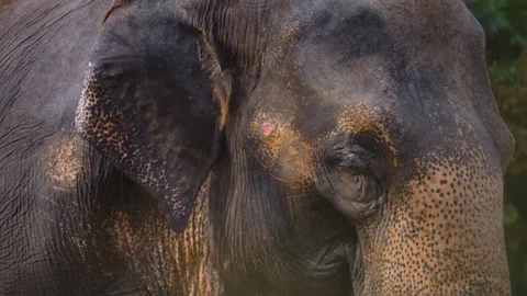 Close up view of an elephant head Video stock 252559403