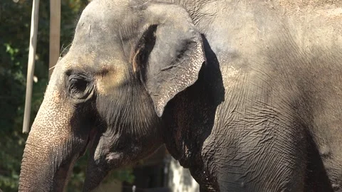 Close up view of an elephant head Stock Footage 284249391