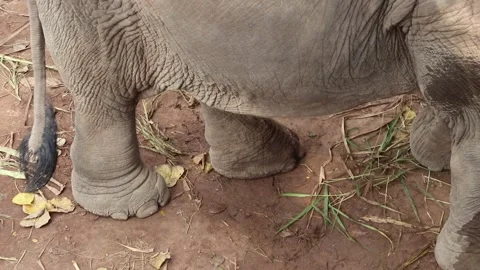 Close-up view of elephant legs Stock Footage 306657676