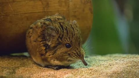 Close view of an Elephant shrew Stock Footage 258082943