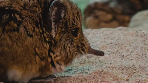 Close view of an Elephant shrew Stock Footage 259485520