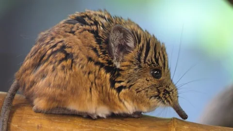 Close view of an Elephant shrew Stock Footage 261244555