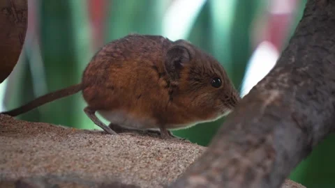 Close view of an Elephant shrew mouse Stock Footage 299930244