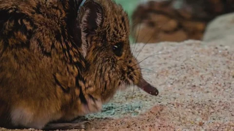 Close up view of an Elephant shrewd Stock Footage 259614061