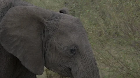 Close up view of an elephant walking Stock Footage 87445380