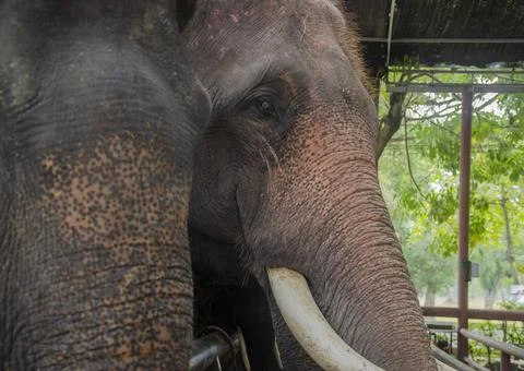 Close up view of an elephant's face from the side in Thailand. Foto stock