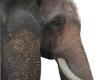 Close up view of an elephant's face from the side in Thailand. Stock Photos