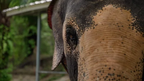 A Close-Up View of an Elephants Intricate Patterns and Expressive Eye Captured Stock Footage 310164063