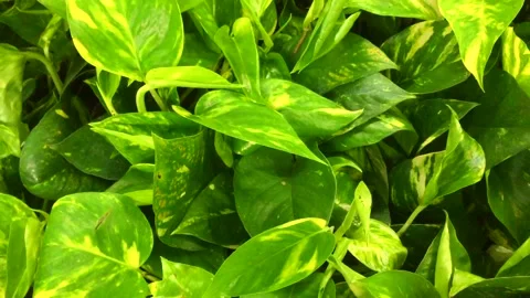 Close up view of emerald fun green plants. Deep green plant. Scandinavian style Stock Footage 146327225