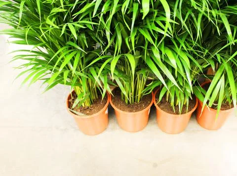 Close up view of emerald fun green plants. Deep green plant. Scandinavian style Stock Photos