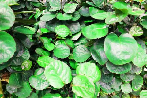 Close up view of emerald fun green plants. Deep green plant. Scandinavian style Stock Photos