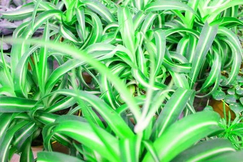 Close up view of emerald fun green plants. Deep green plant. Scandinavian style Stock Photos