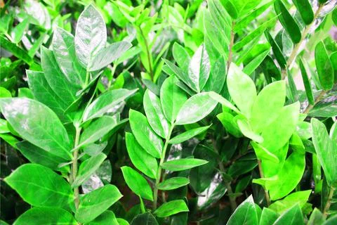 Close up view of emerald fun green plants. Deep green plant. Scandinavian style Stock Photos