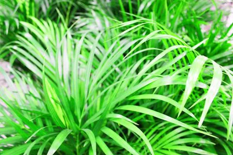 Close up view of emerald fun green plants. Deep green plant. Scandinavian style Stock Photos