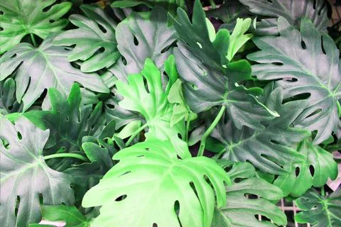Close up view of emerald fun green plants. Deep green plant. Scandinavian style Stock Photos