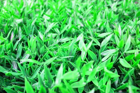 Close up view of emerald fun green plants. Deep green plant. Scandinavian style Stock Photos