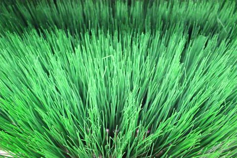 Close up view of emerald fun green plants. Deep green plant. Scandinavian style Stock Photos