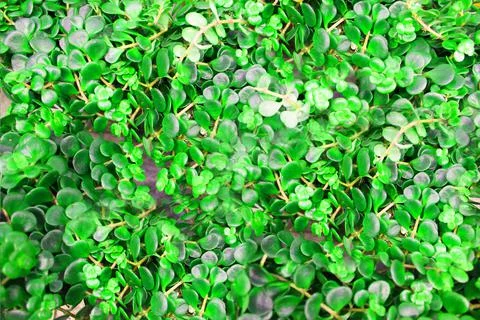 Close up view of emerald fun green plants. Deep green plant. Scandinavian style Stock Photos