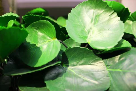 Close up view of emerald fun green plants. Deep green plant. Scandinavian style Stock Photos
