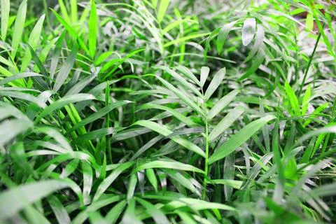 Close up view of emerald fun green plants. Deep green plant. Scandinavian style Stock Photos