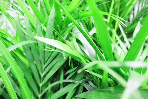 Close up view of emerald fun green plants. Deep green plant. Scandinavian style Stock Photos
