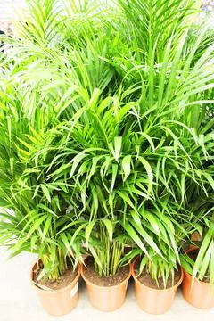 Close up view of emerald fun green plants. Deep green plant. Scandinavian style Stock Photos