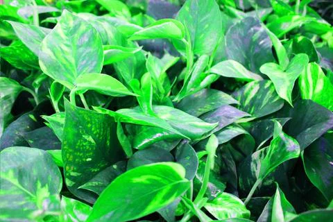 Close up view of emerald fun green plants. Deep green plant. Scandinavian style Stock Photos