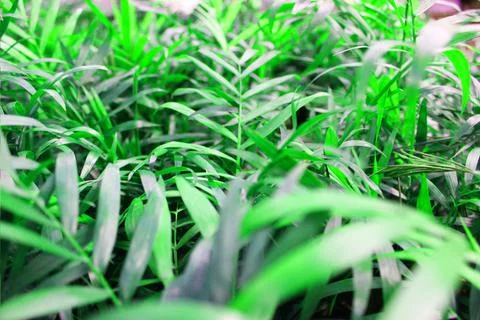 Close up view of emerald fun green plants. Deep green plant. Scandinavian style Stock Photos