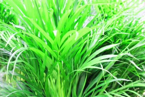 Close up view of emerald fun green plants. Deep green plant. Scandinavian style Stock Photos