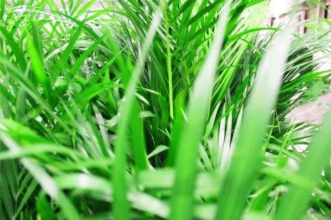Close up view of emerald fun green plants. Deep green plant. Scandinavian style Stock Photos