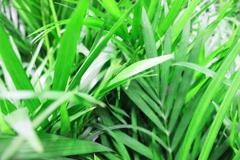 Close up view of emerald fun green plants. Deep green plant. Scandinavian style Stock Photos