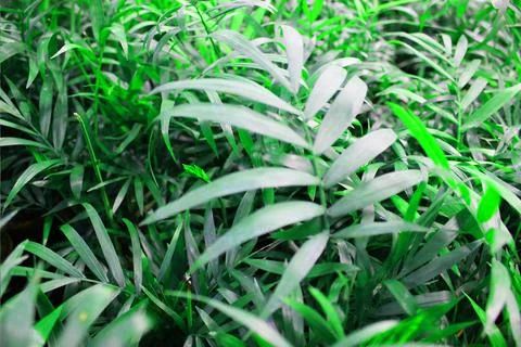 Close up view of emerald fun green plants. Deep green plant. Scandinavian style Stock Photos