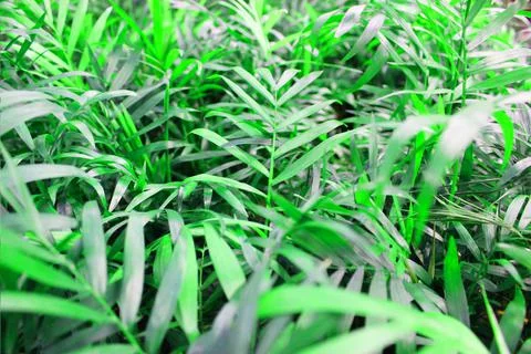 Close up view of emerald fun green plants. Deep green plant. Scandinavian style Stock Photos