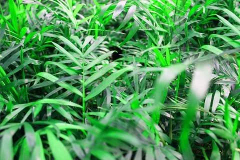 Close up view of emerald fun green plants. Deep green plant. Scandinavian style Stock Photos