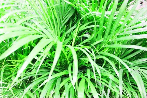 Close up view of emerald fun green plants. Deep green plant. Scandinavian style Stock Photos