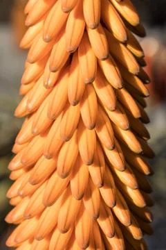 Close view of emerging orange flower of an aloe plant, selective focus Stock Photos