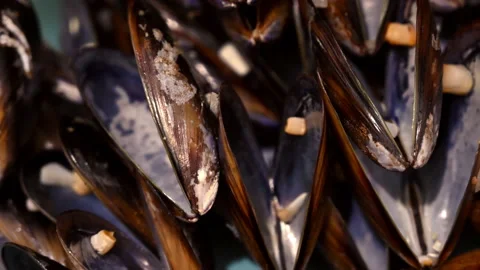 Close view of empty shellfishes shells Stock Footage 168610280